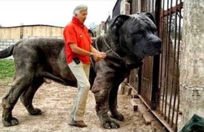 20 Most Illegal Dog Breeds in the World